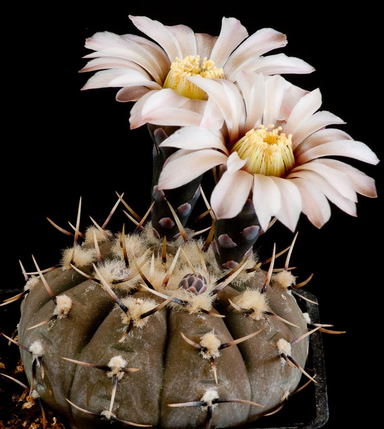 Gymnocalycium bodenbenderianum